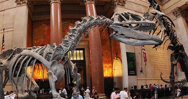 dinosaur skeleton in American Museum of Natural History